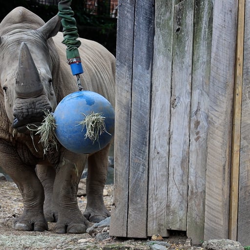 Rhino Puzzle Feeder
