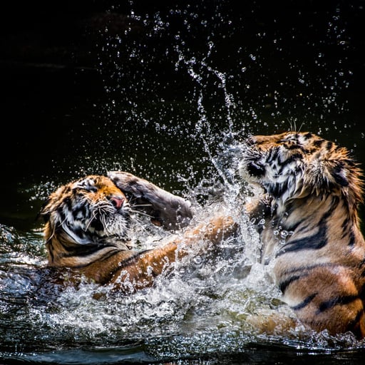 AmurTigers InWater Shutterstock 216588067