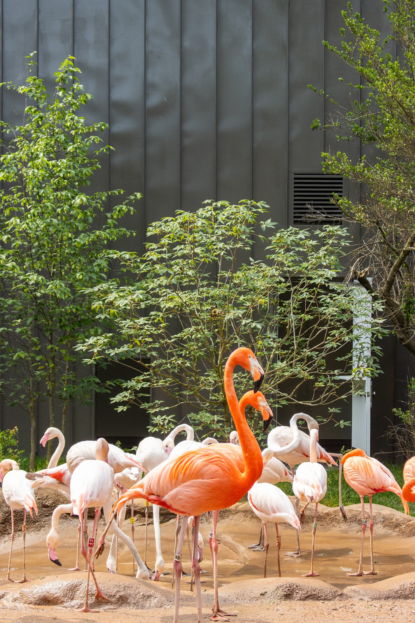 A flamboyance of flamingos inside Flamingo Cove at Philadelphia Zoo.