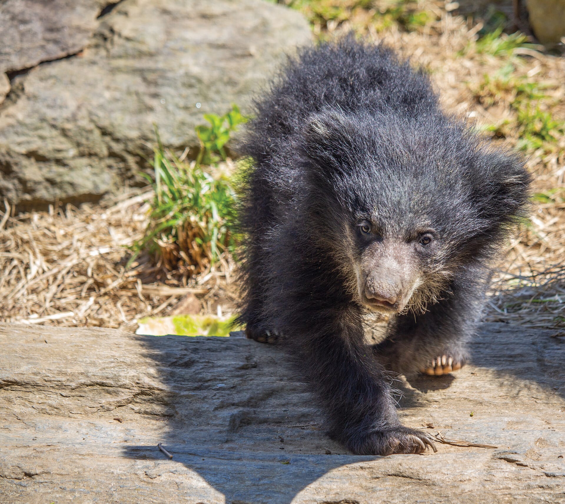 SlothBear Cub 4497