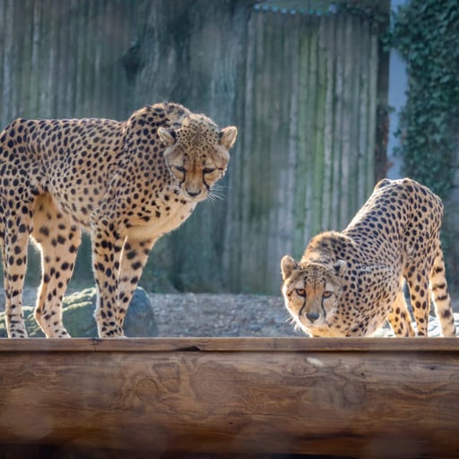 cheetah 3 1