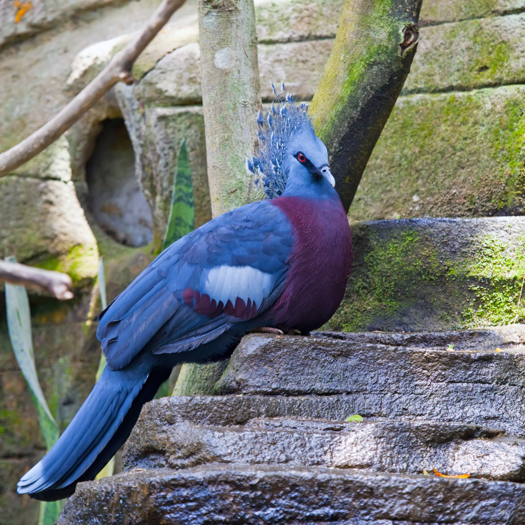 A Victoria Crowned Pigeon inside the rainforest exhibit at the Philadelphia Zoo's McNeil Avian Center.
