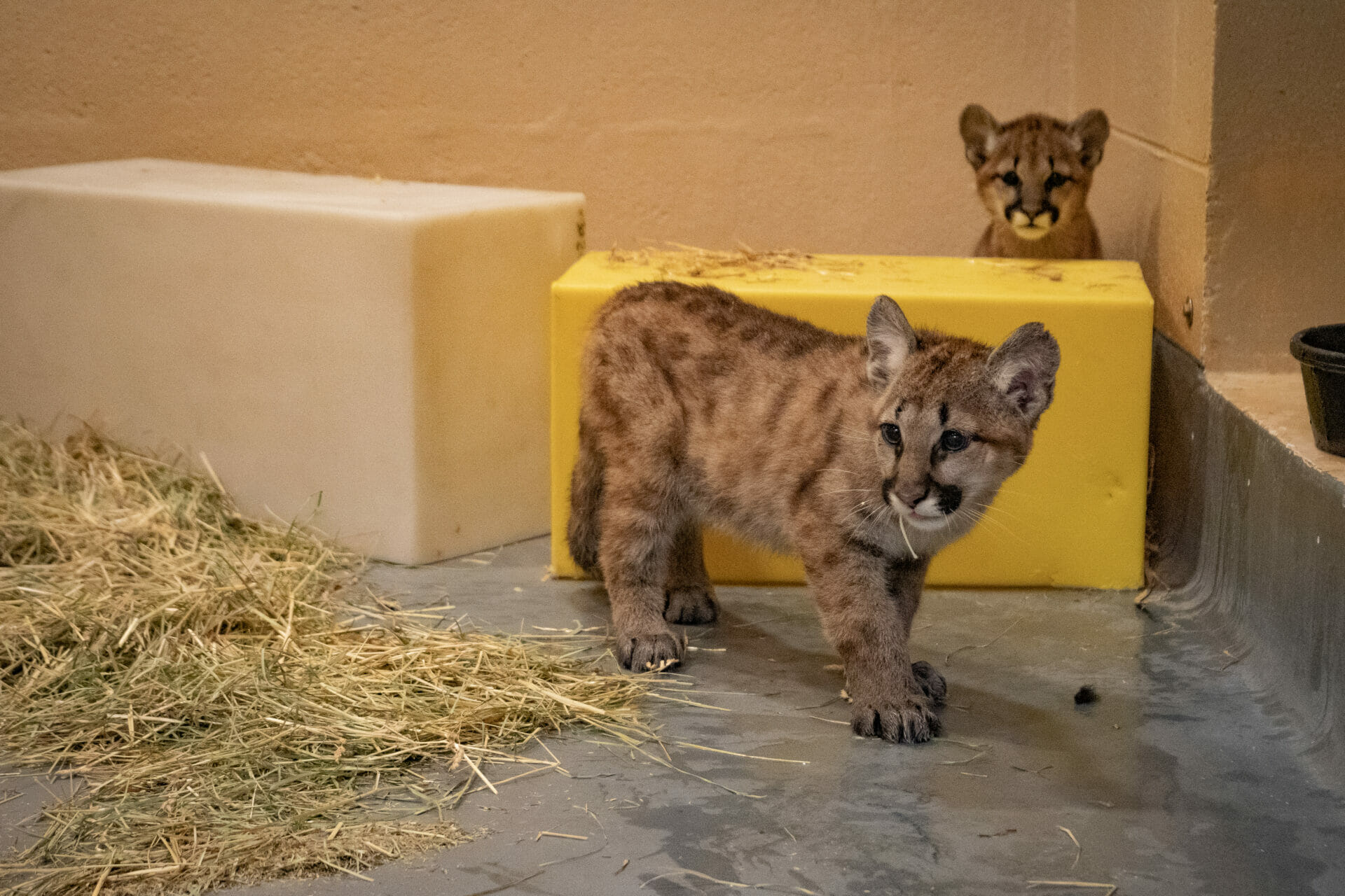 Philadelphia Zoo Announces Arrival of Two Orphaned Puma Siblings