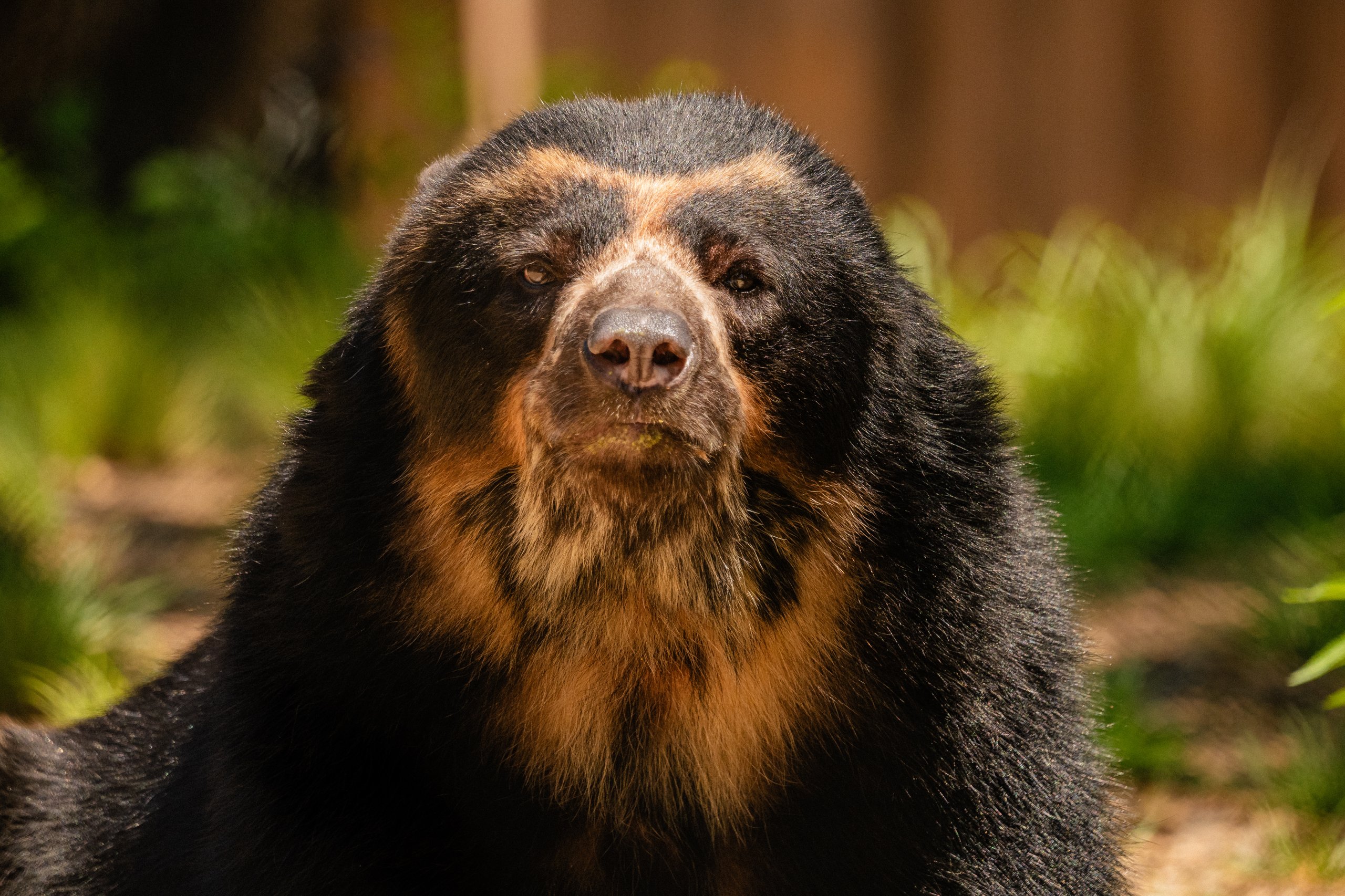 An Andean bear in its habitat at Carey Bear Country, the latest exhibit to open at Philadephia Zoo.