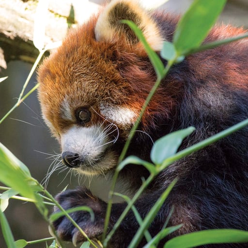 RedPanda MeiLin 2569