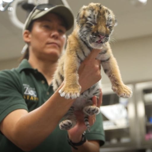 Zoya examined at OKC Zoo