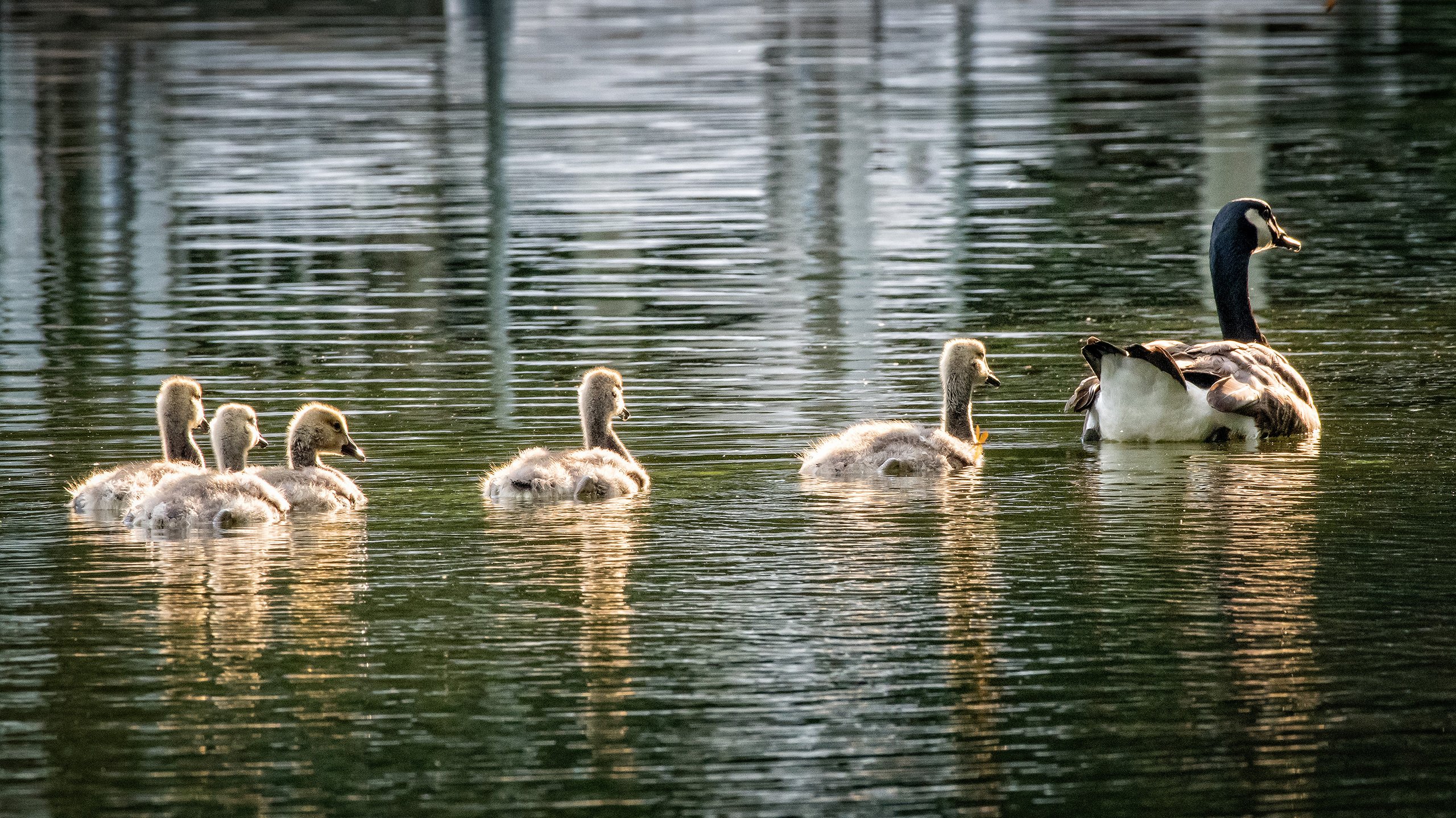 Canadian goslings follow behind their mother on water at Bird Lake in the Philadelphia Zoo.