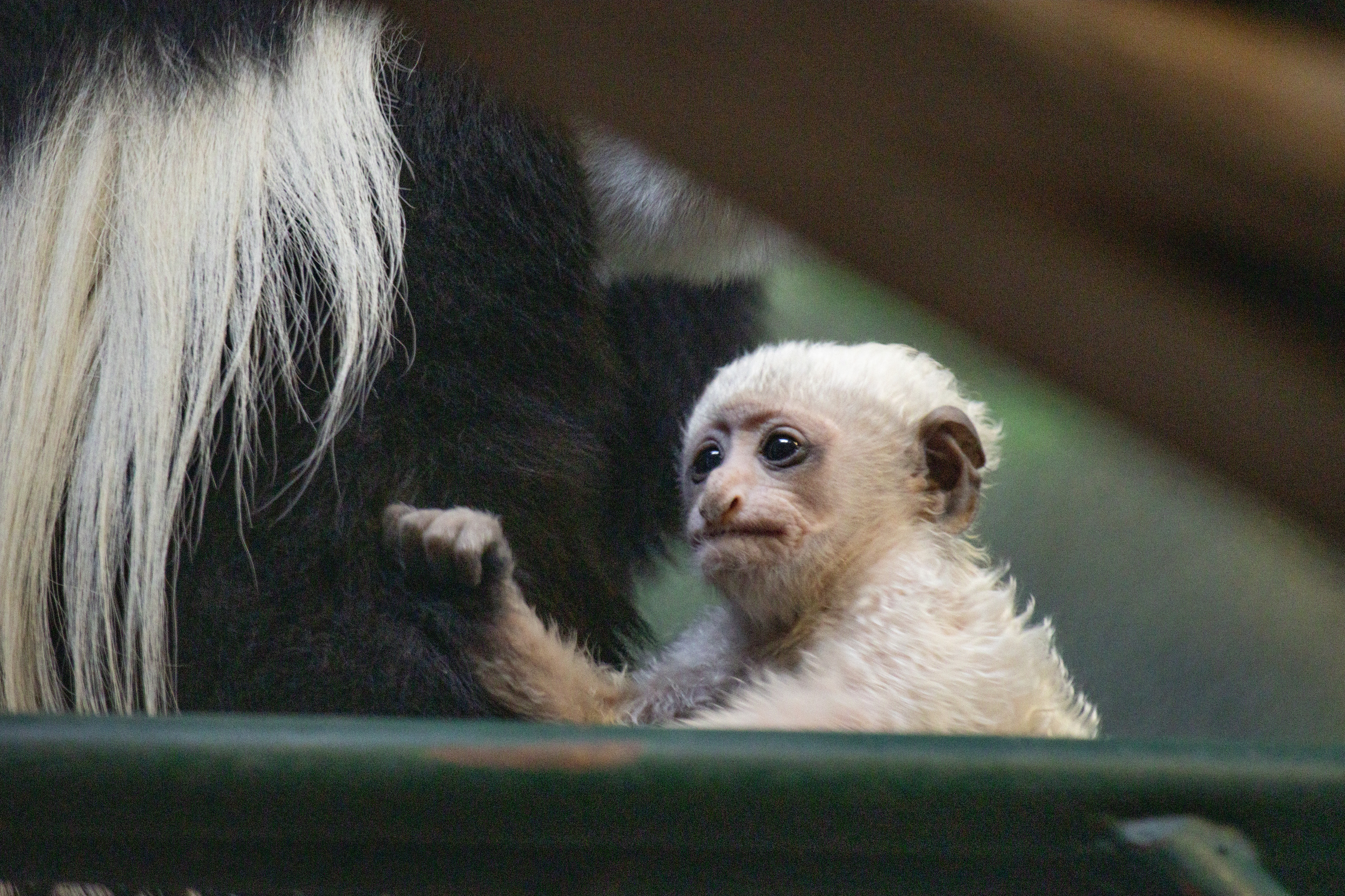 Philadelphia Zoo Announces Birth of Vulnerable Black-and