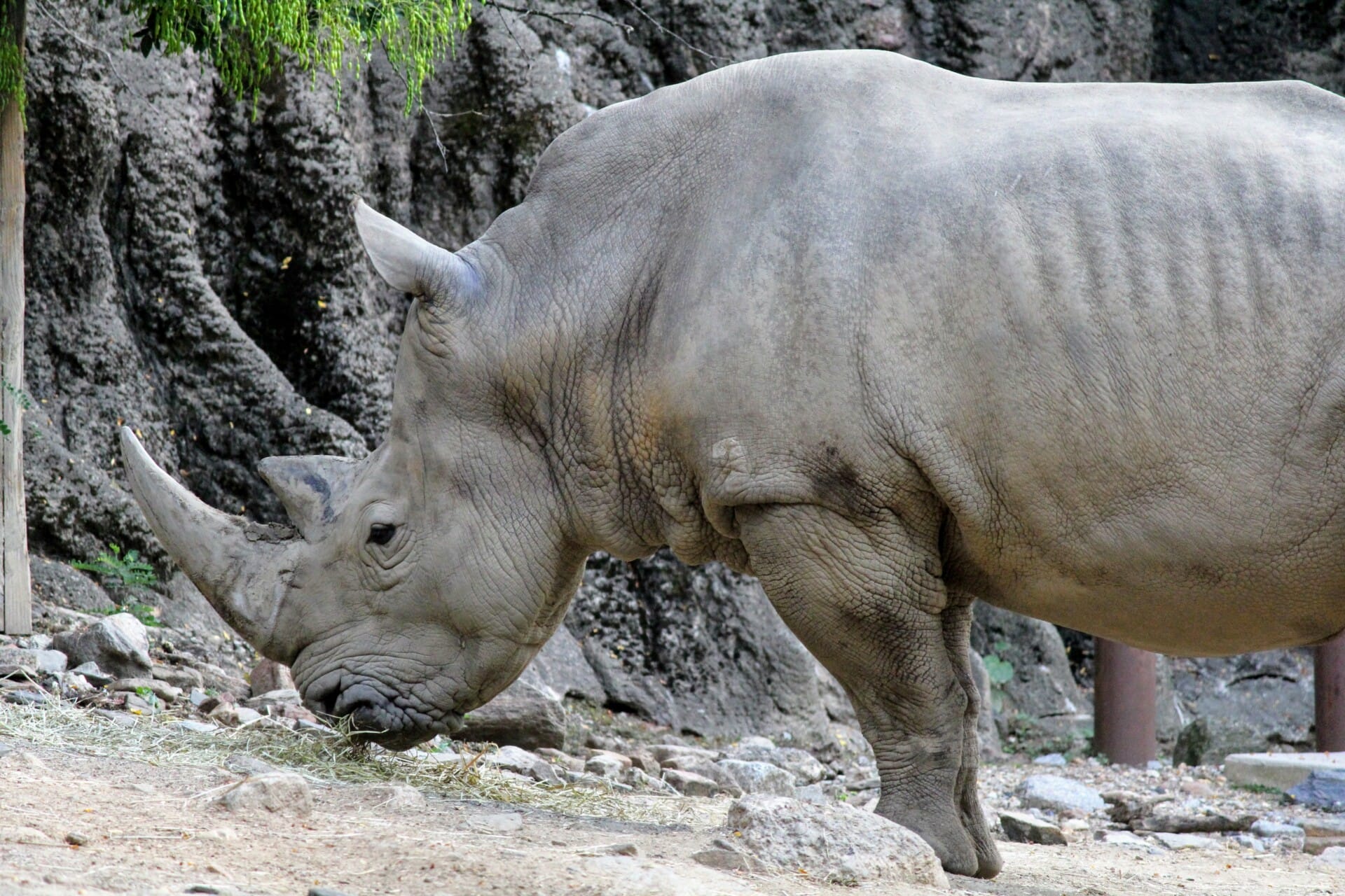 african plains rhino 1