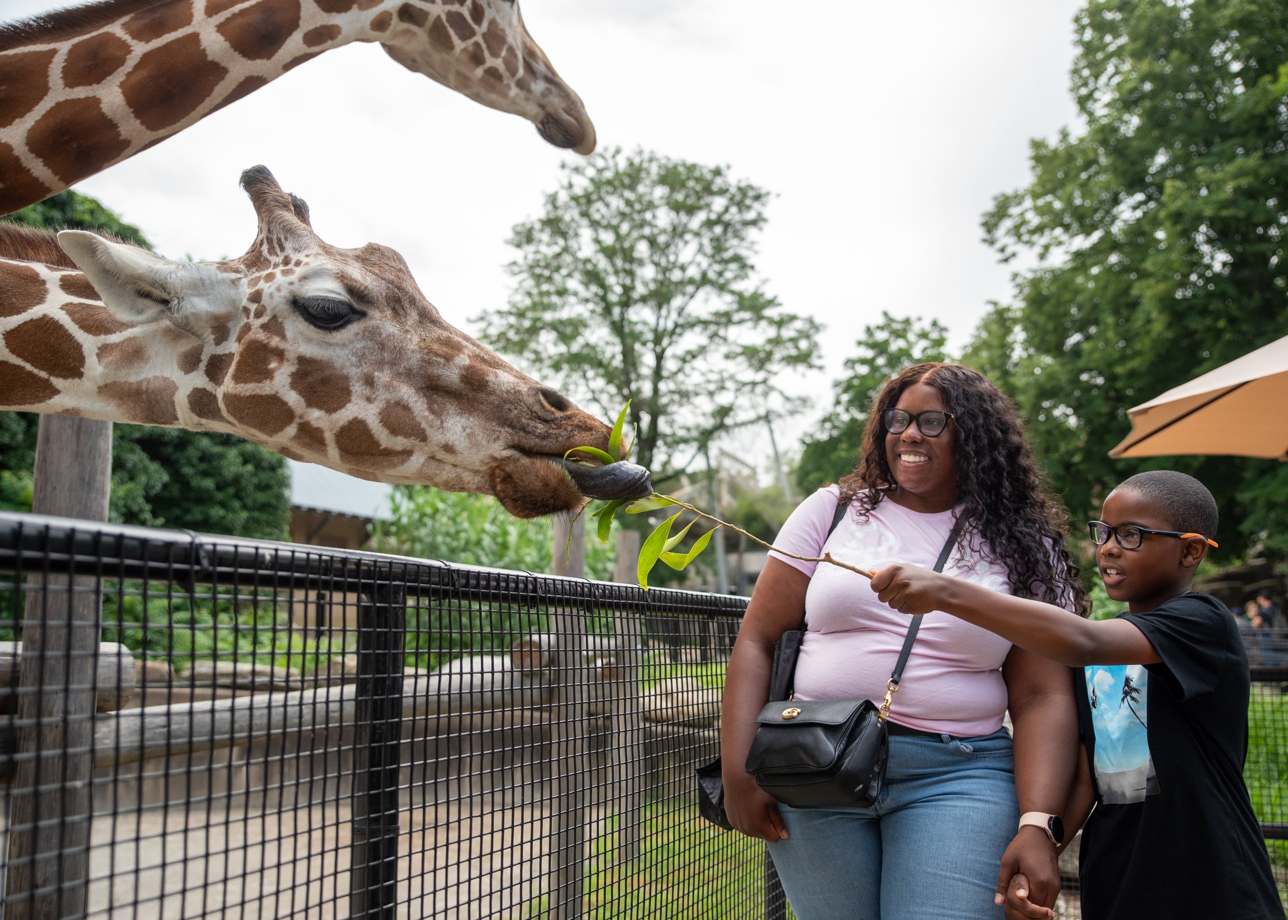 A mother and son feed the giraffes in African Plains at Philadelphia Zoo.
