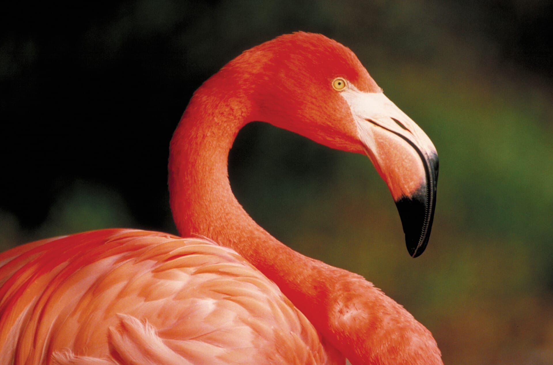 CarribeanFlamingo 04