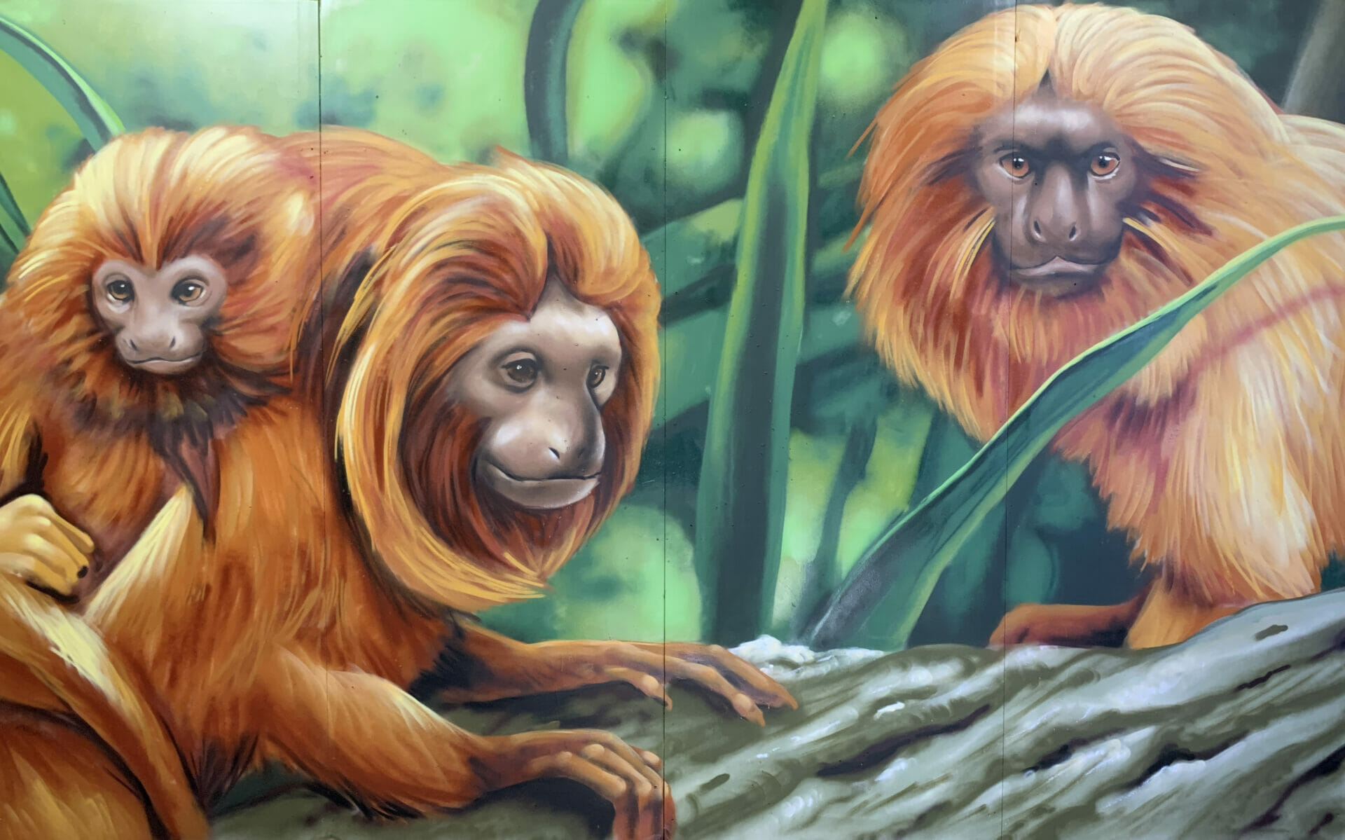 Walls of the Wildlife Golden Lion Tamarin