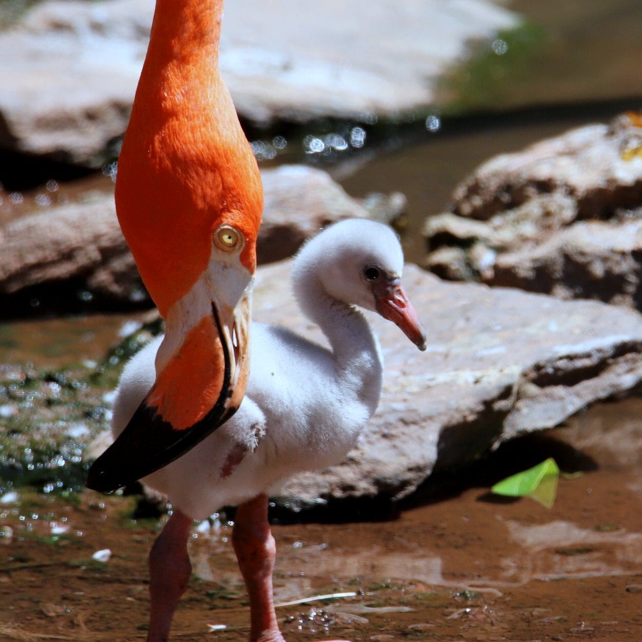 flamingo baby e1596497019488