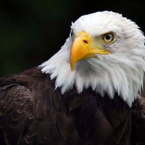 American Bald Eagle (Haliaeetus leucocephalus)