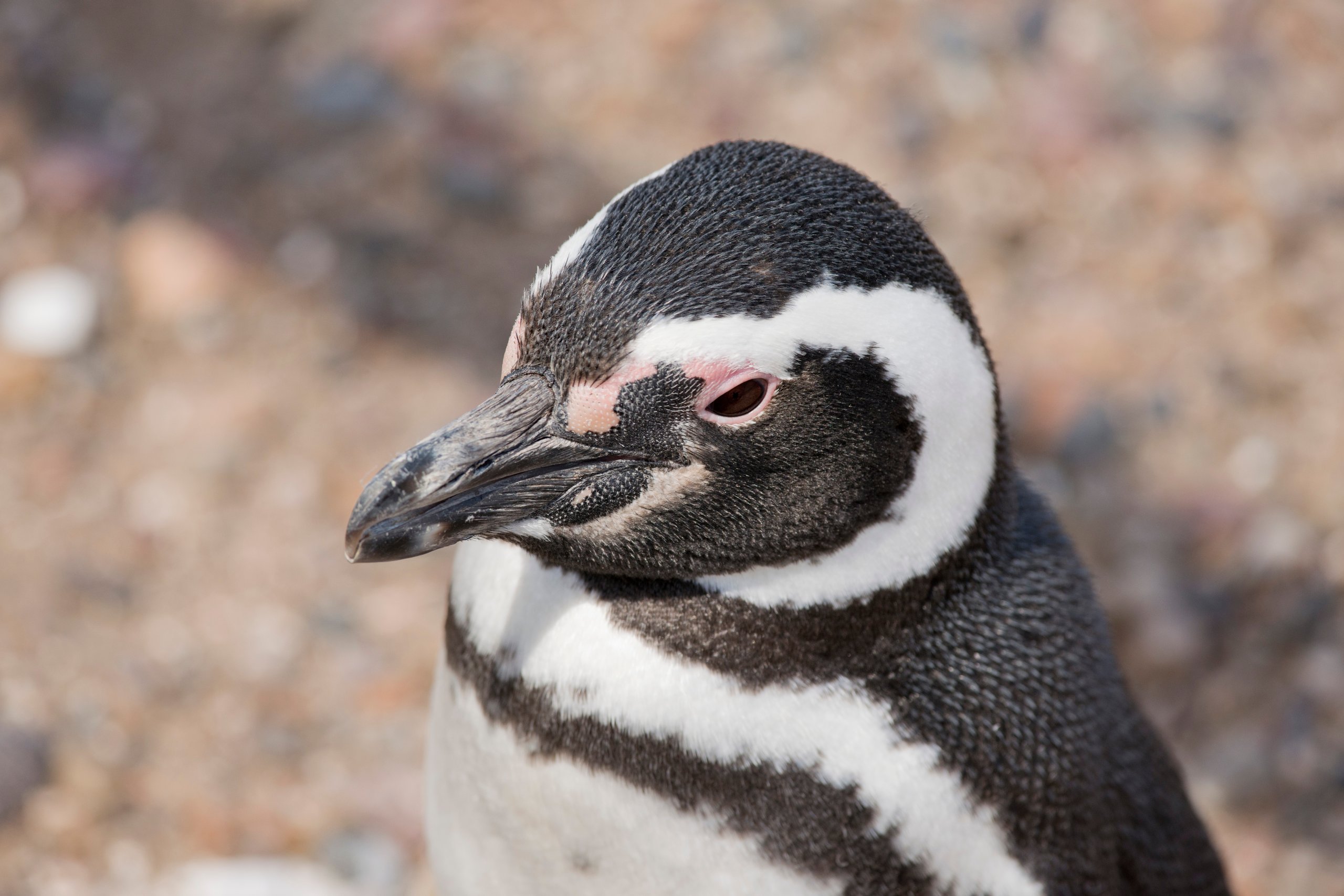 A close-up photo of the face of a Magellanic penguin (Spheniscus magellanicus).