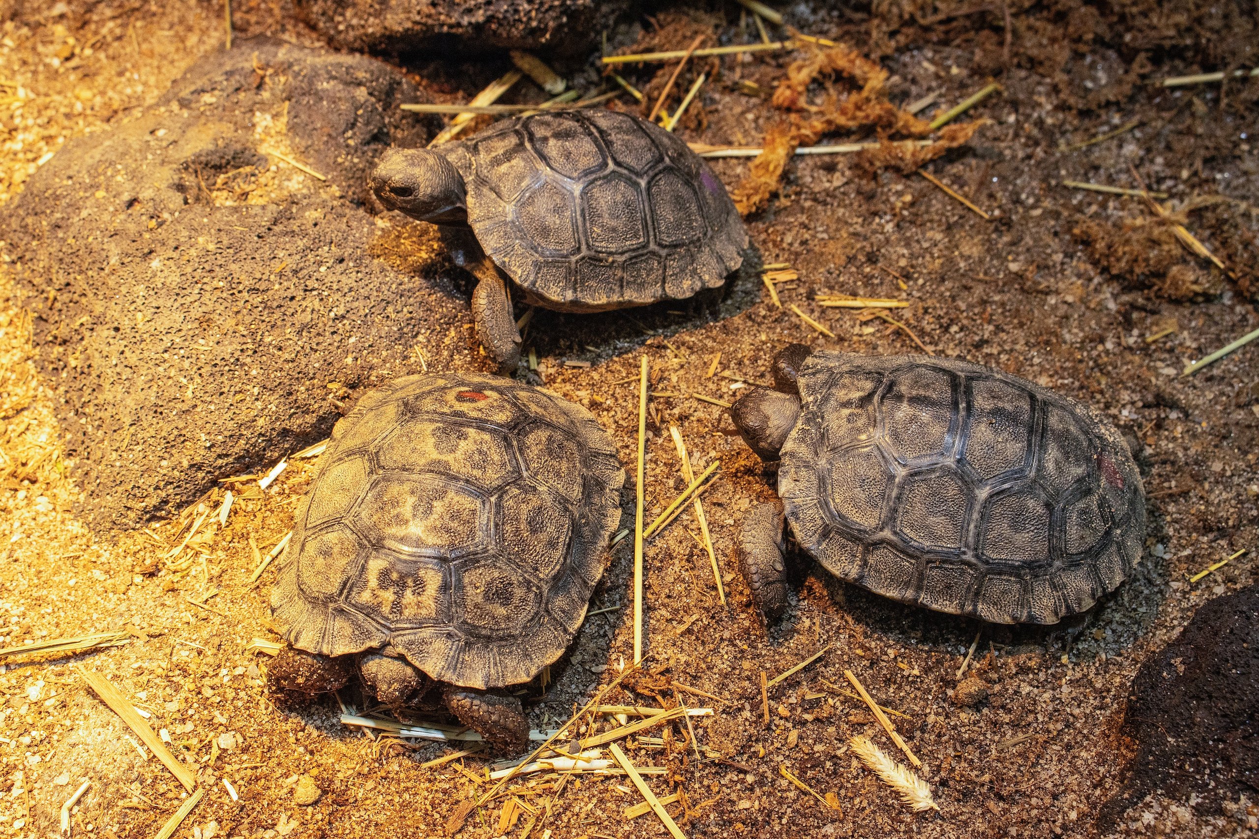 Three Western Santa Cruz Galapagos tortoise hatchlings in their habitat at the Reptile and Amphibian House at Philadelphia Zoo.