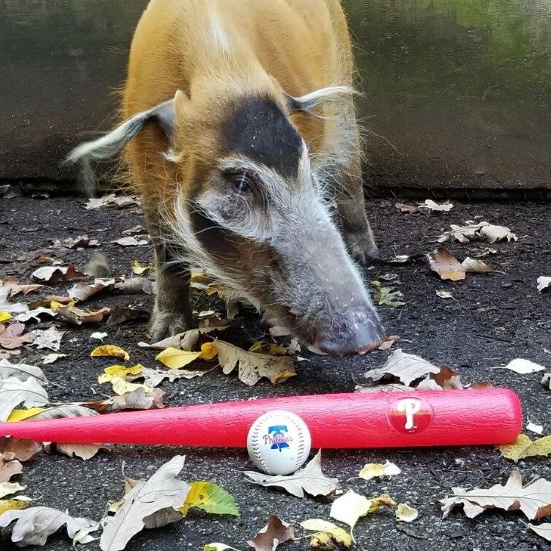Phillies red river hog