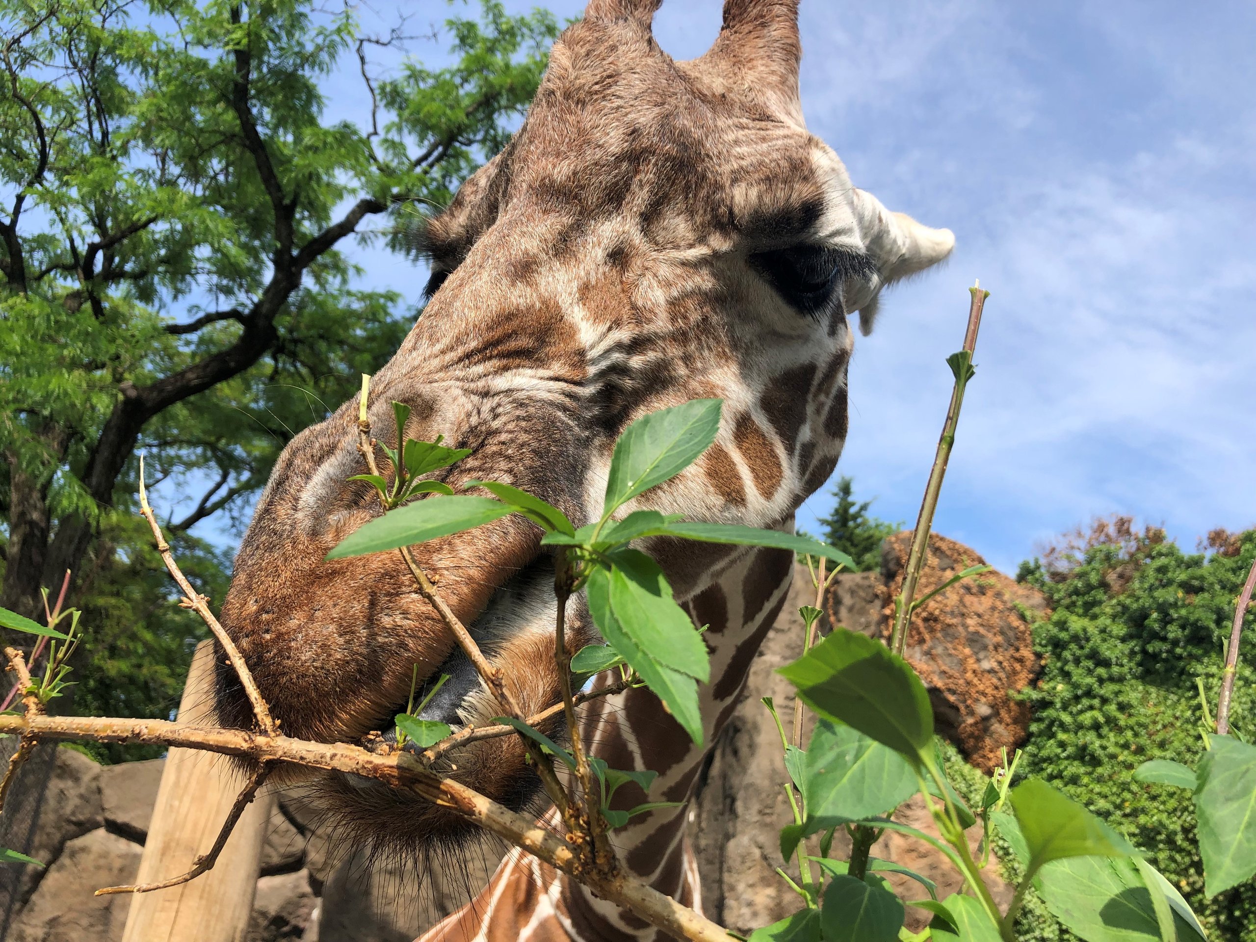 New Giraffe Encounter Opens at Philadelphia Zoo