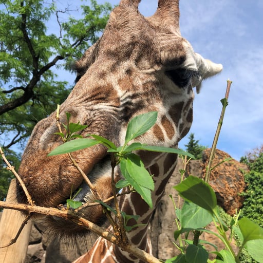 giraffe feeding 25 scaled