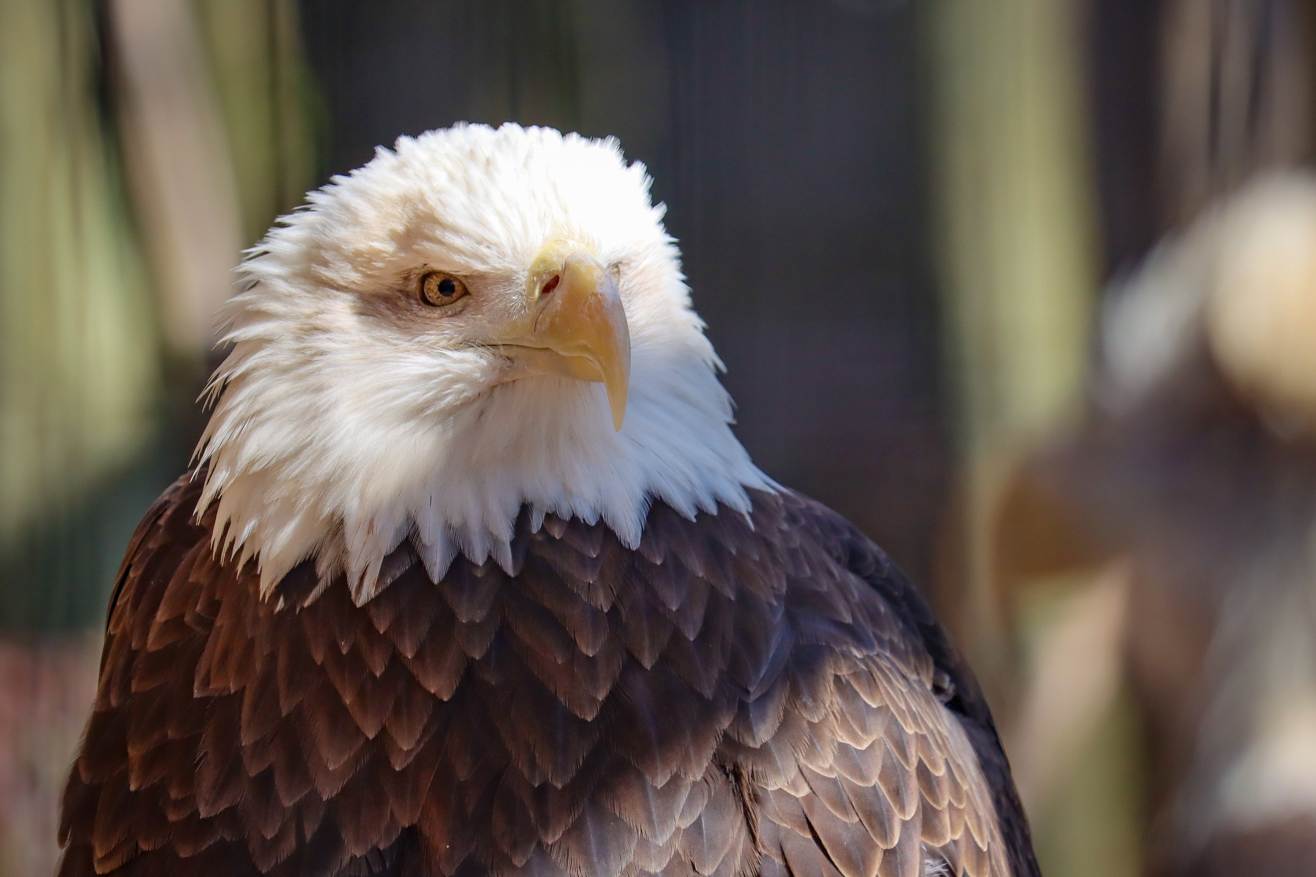 A bald eagle in its habitat in Raptor Ridge at Philadelphia Zoo.