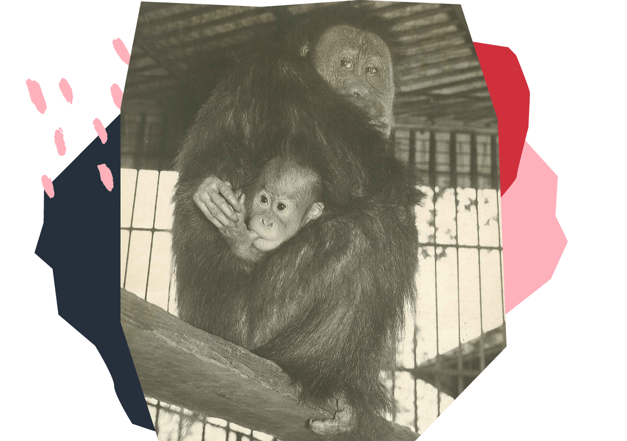 First successful births of an orangutan & a chimpanzee in a U.S. zoo