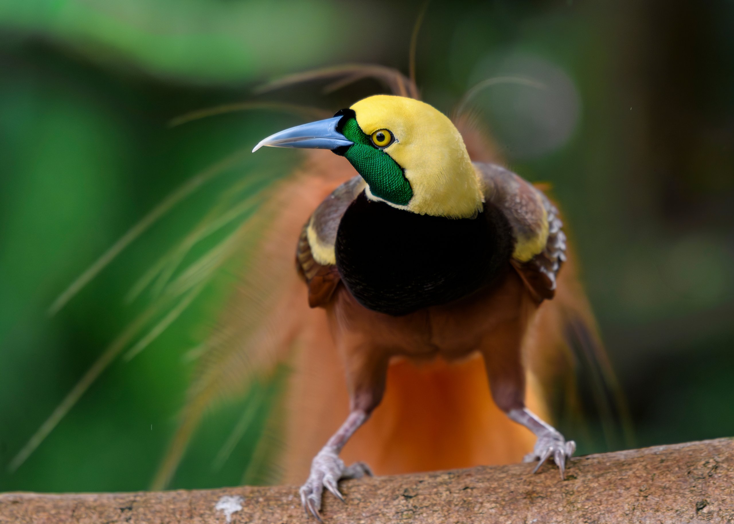 A Raggiana bird of paradise, one of the species guests can find inside the rainforest exhibit at the Philadelphia Zoo's McNeil Avian Center.