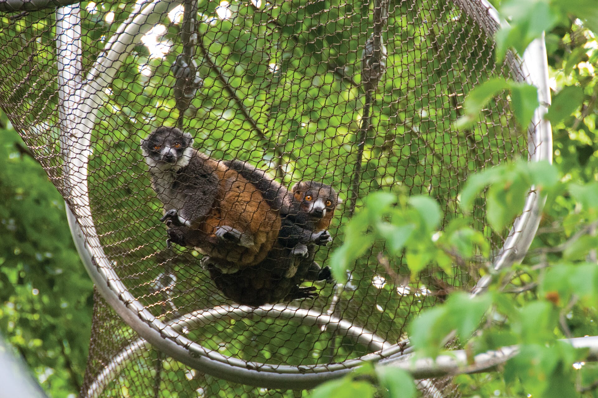 MongooseLemurs InTreetopTrail 02