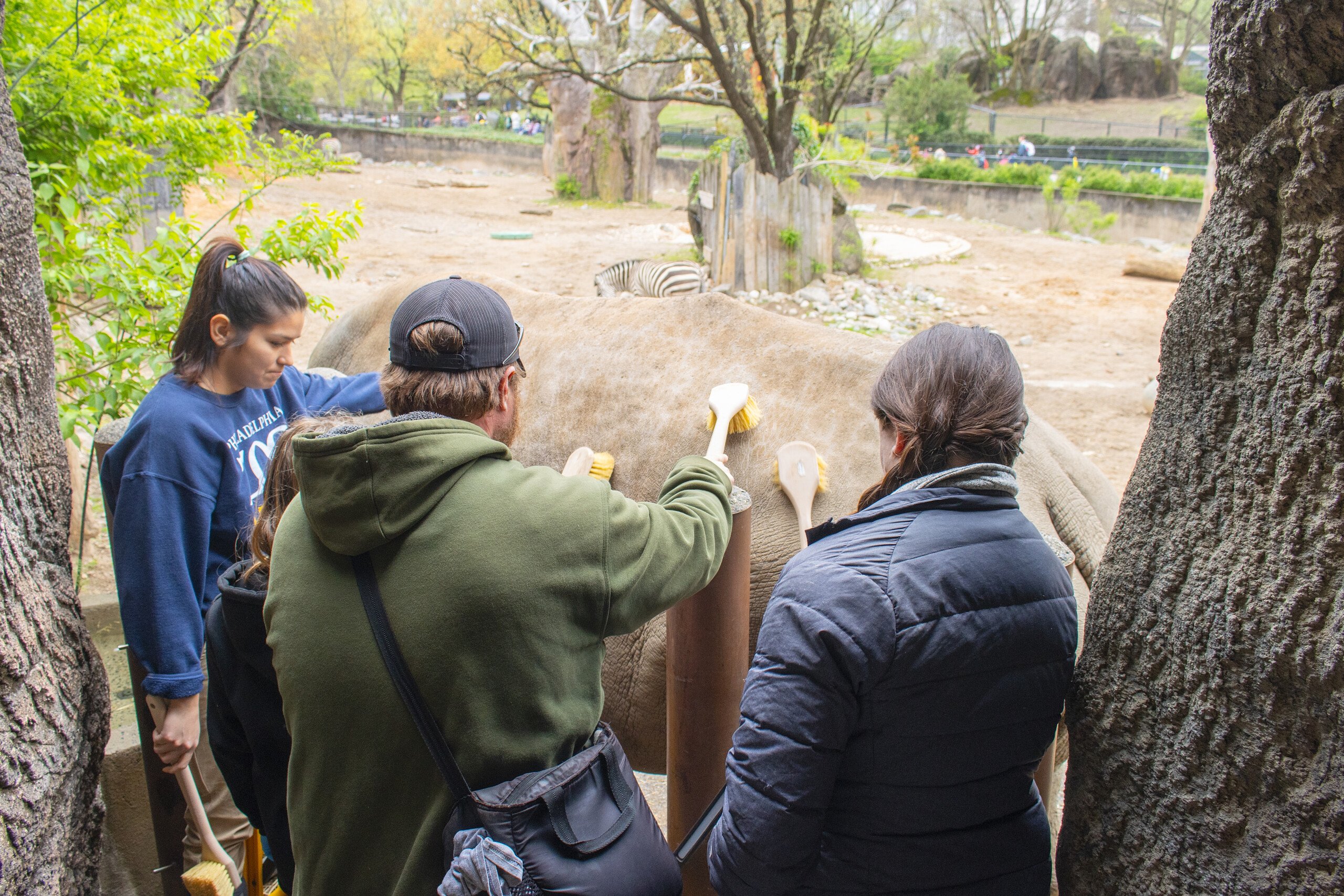 A group of guests brush Tony the White Rhino during a behind-the-scenes experience at Philadelphia Zoo.