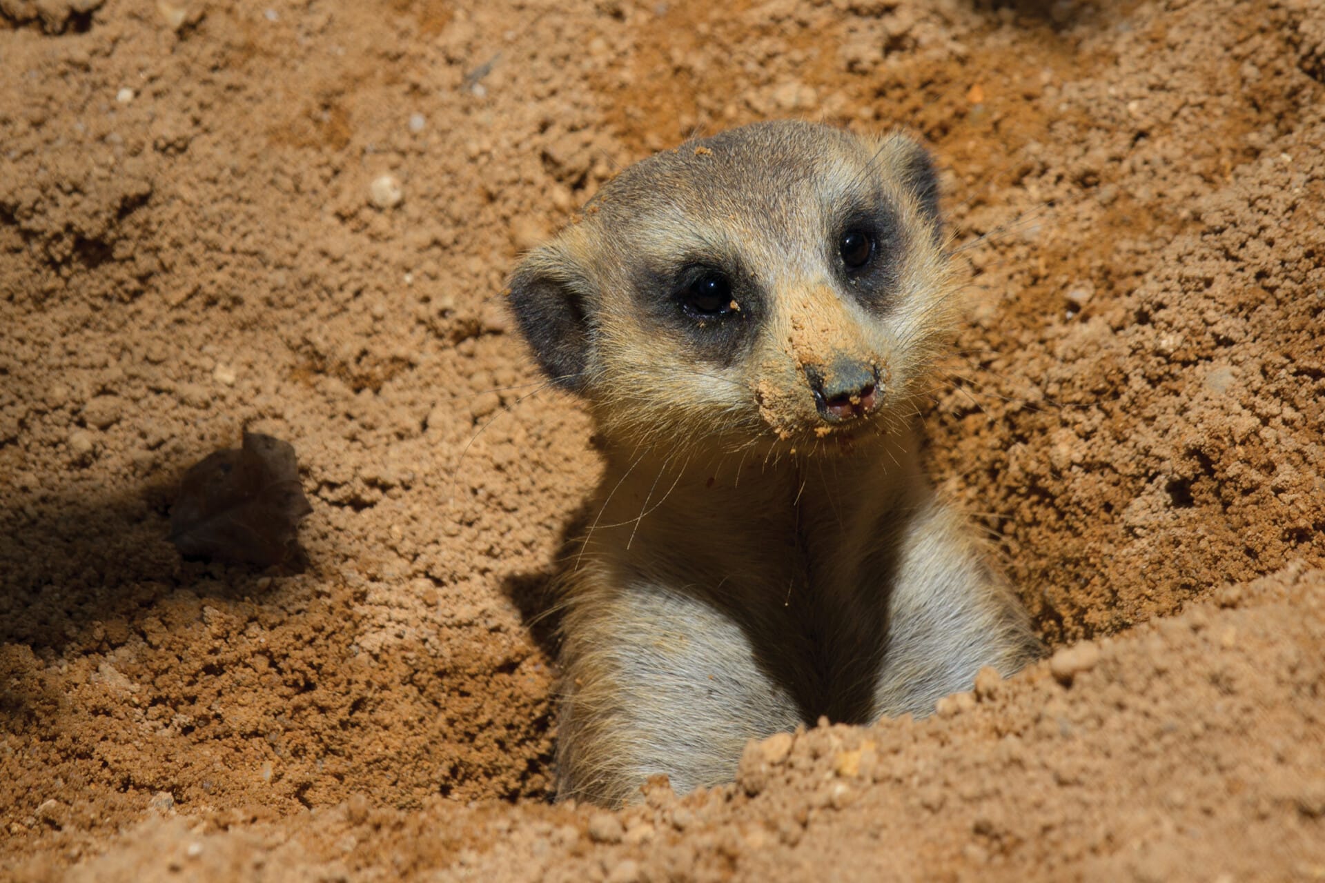 Meerkat 1468