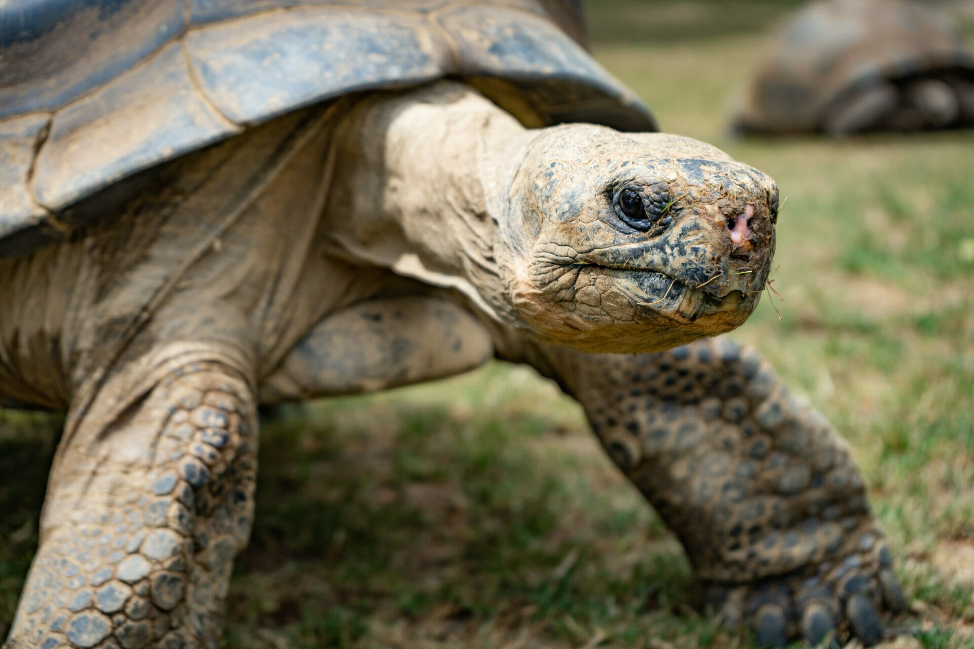 A giant tortoise looks into the lens in its enclosure in the Reptile and Amphibian House at Philadelphia Zoo.
