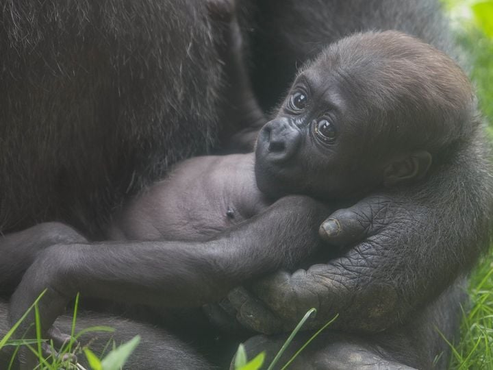 Ajabu Credit Tom Hartman