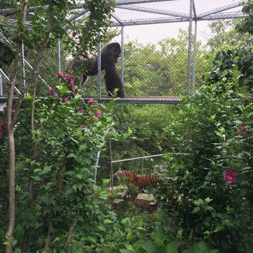 Western lowland gorilla and Amur tiger move through the Zoo360 trails. Credit  Philadelphia Zoo