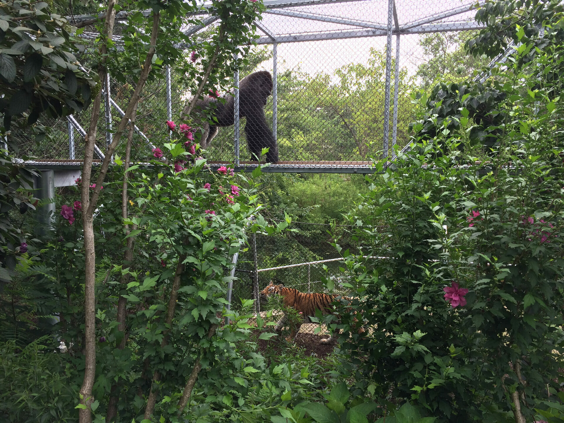 Western lowland gorilla and Amur tiger move through the Zoo360 trails. Credit  Philadelphia Zoo