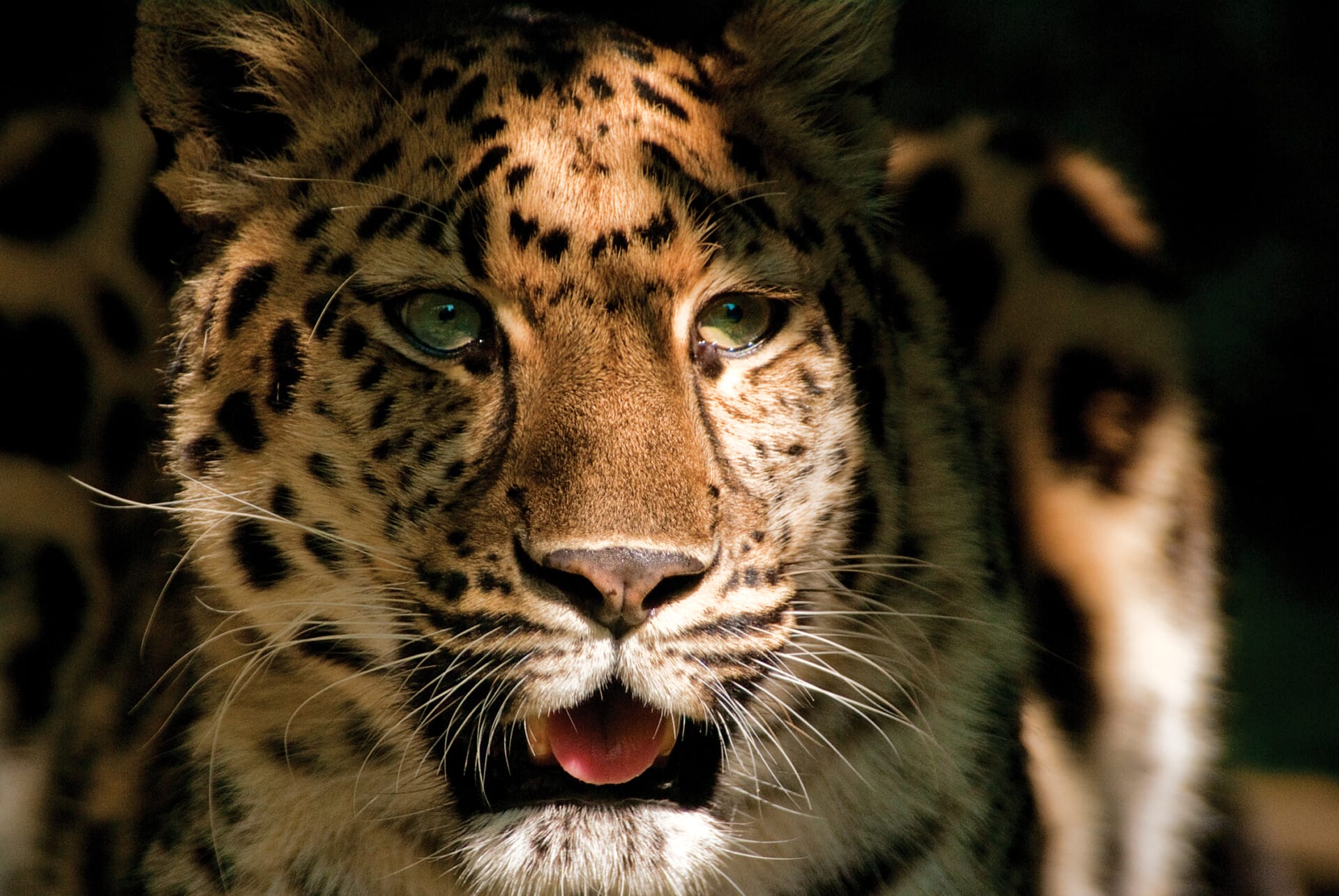 An amur leopard inside its habitat in Big Cat Falls at Philadelphia Zoo.