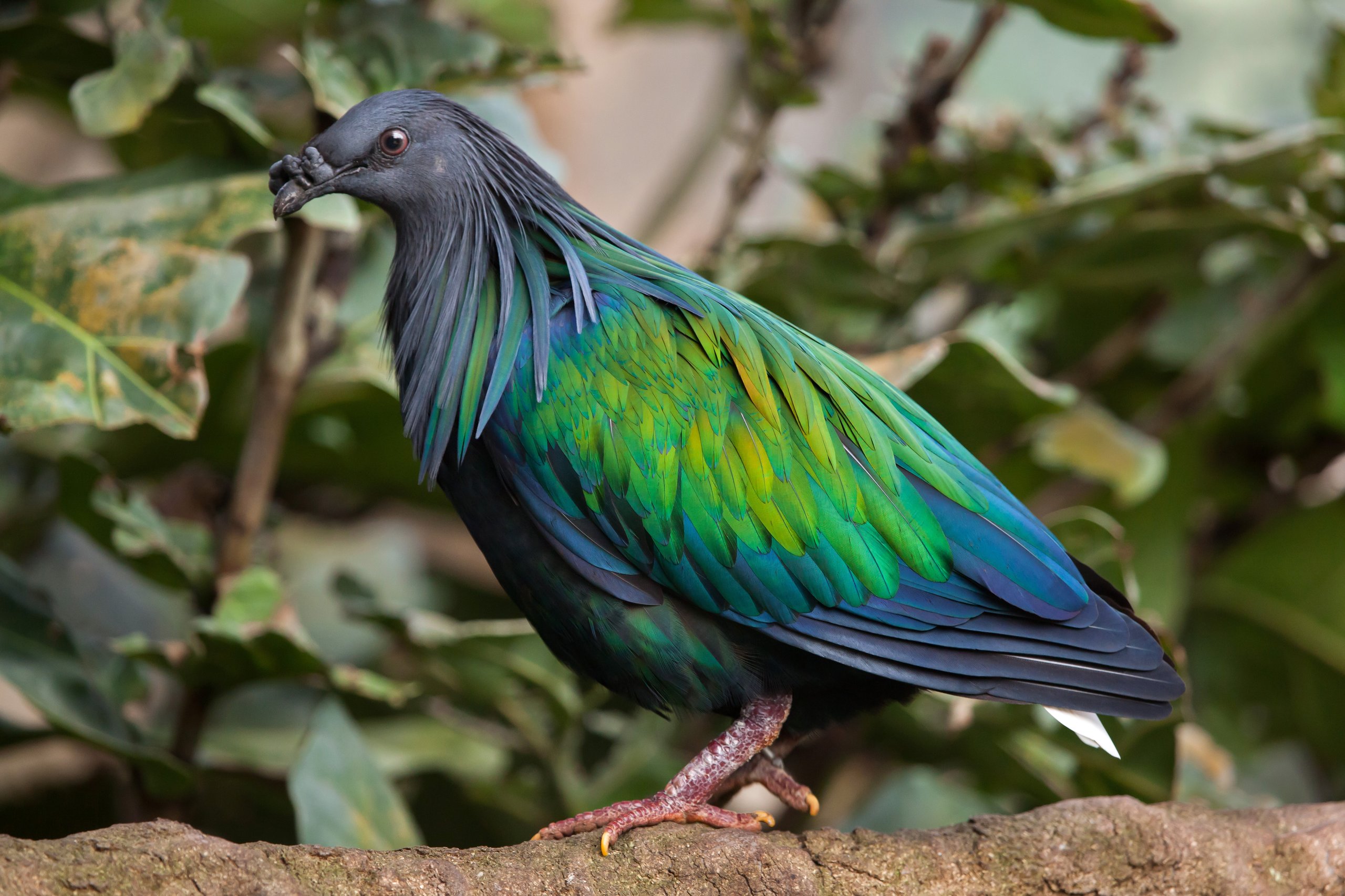 A nicobar pigeon, one of the species guests can find inside the rainforest exhibit at the Philadelphia Zoo's McNeil Avian Center.
