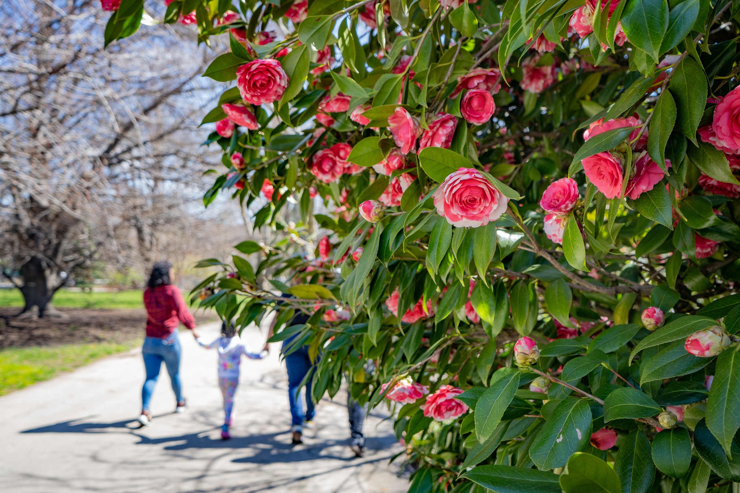 spring blooms scaled