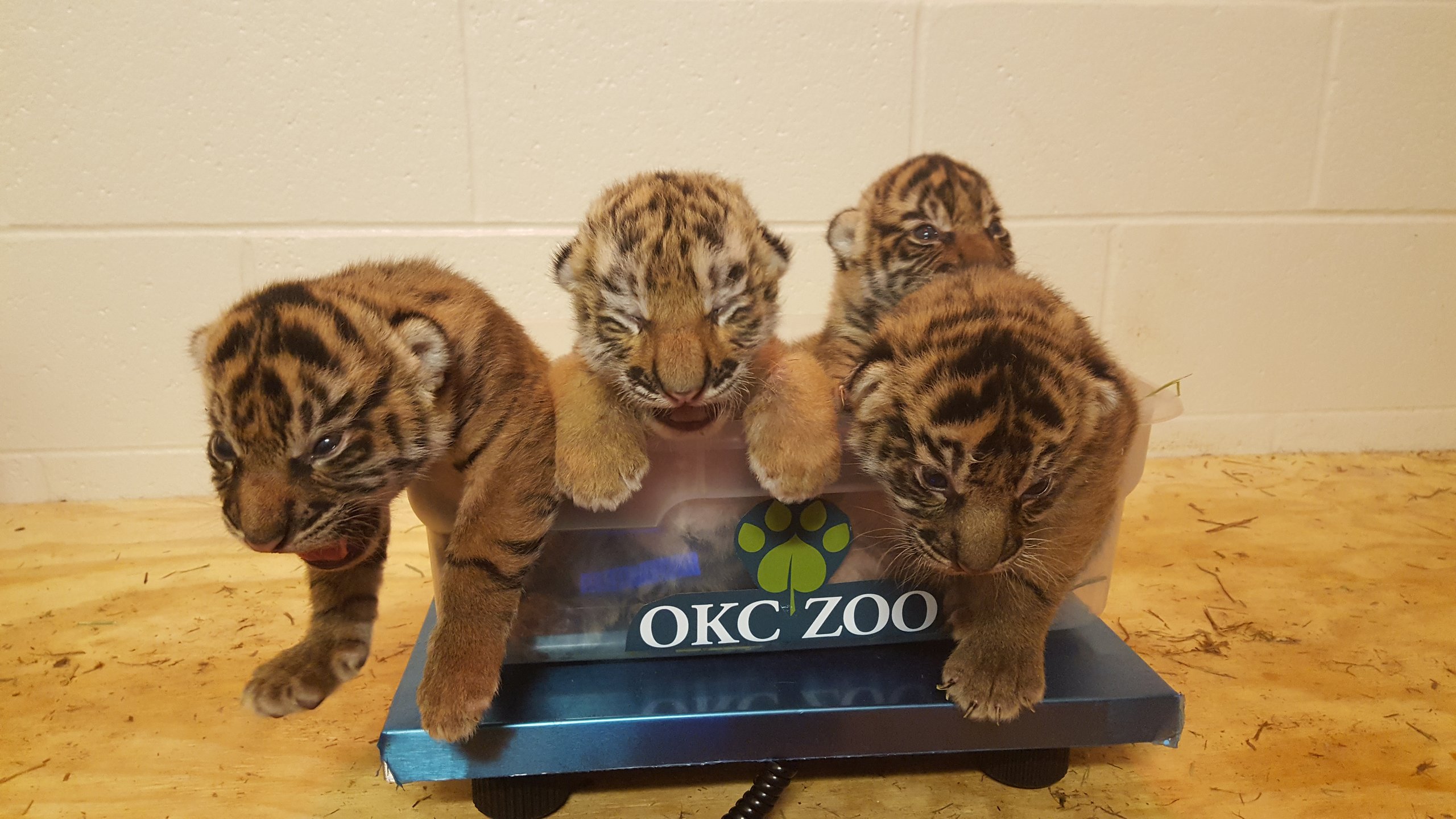 3 Sumatran cubs with Amur tiger cub Zoya on scale.