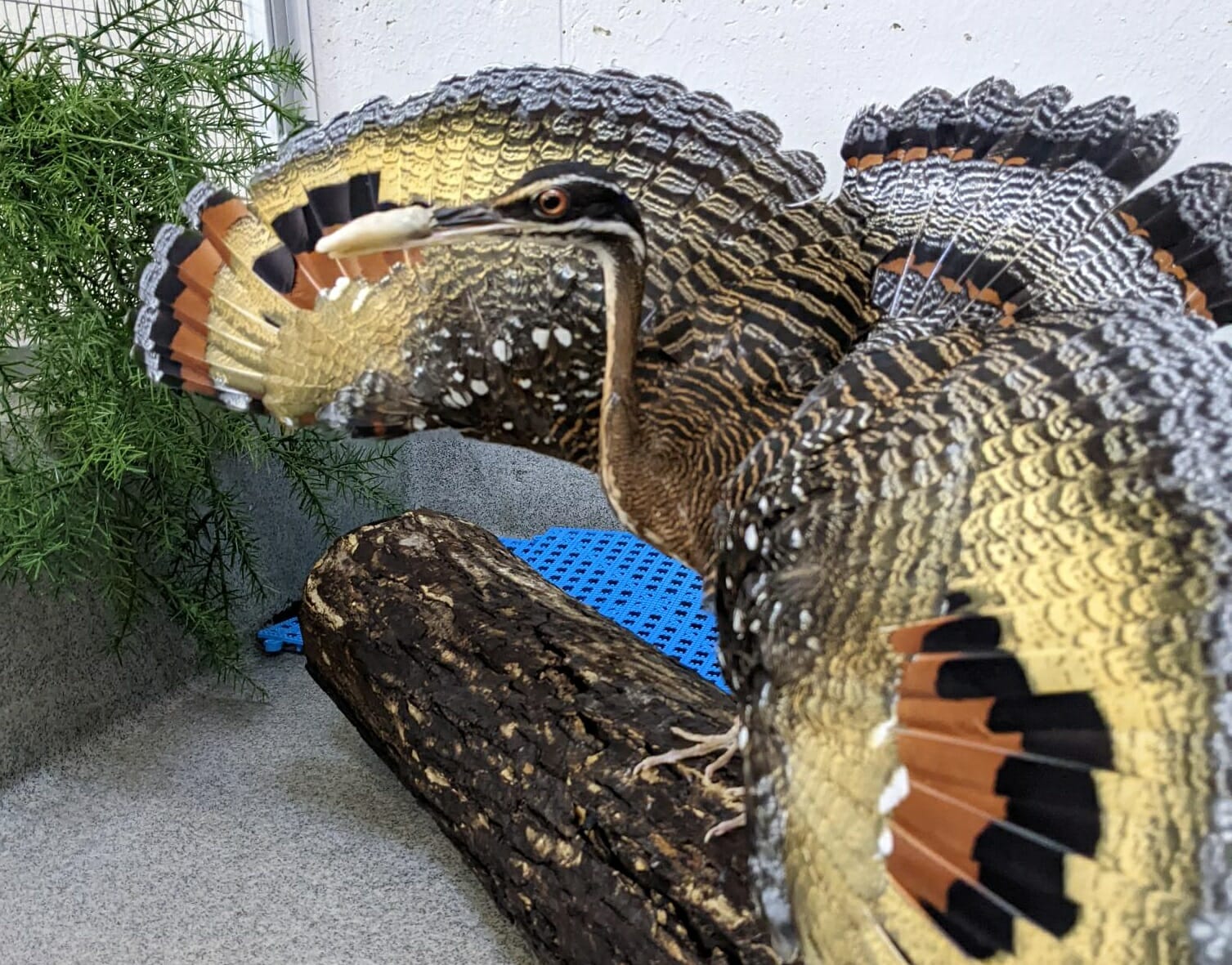 Sunbittern with wings spread