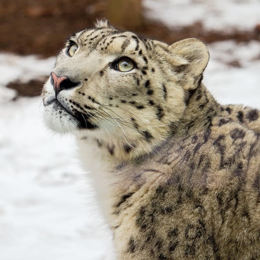A snow leopard in its habitat in Big Cat Falls at Philadelphia Zoo.