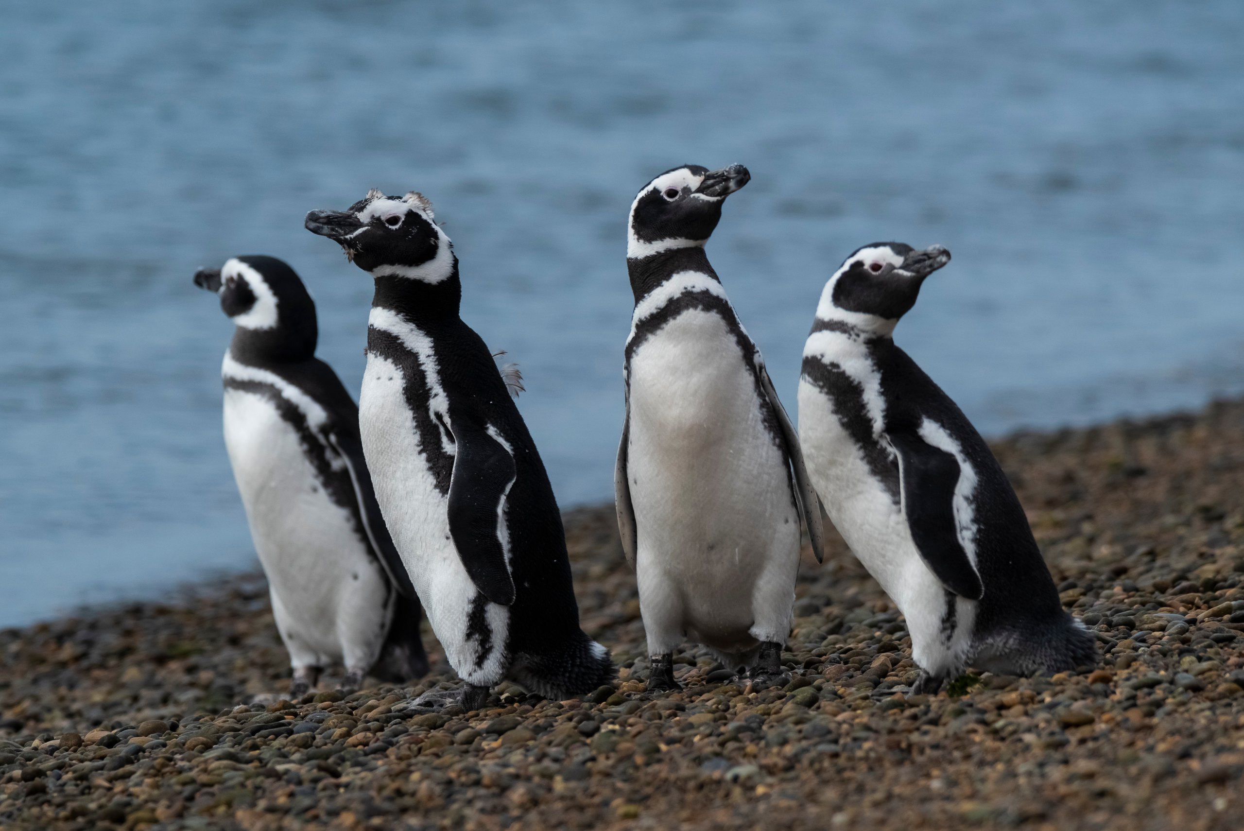 A group of Magellanic penguins (Spheniscus magellanicus).