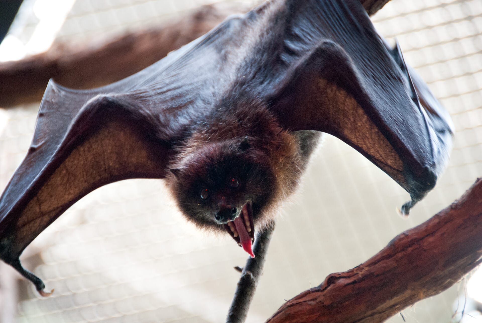 Rodrigues Fruit Bat Conservation – Philadelphia Zoo