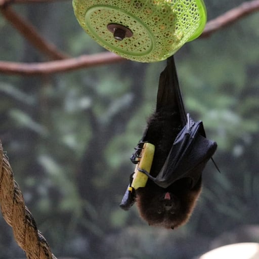 Philadelphia Zoo works with The Rodrigues Environmental Educator Project to protect the endangered Rodrigues Fruit Bat. Credit  Philadelphia Zoo