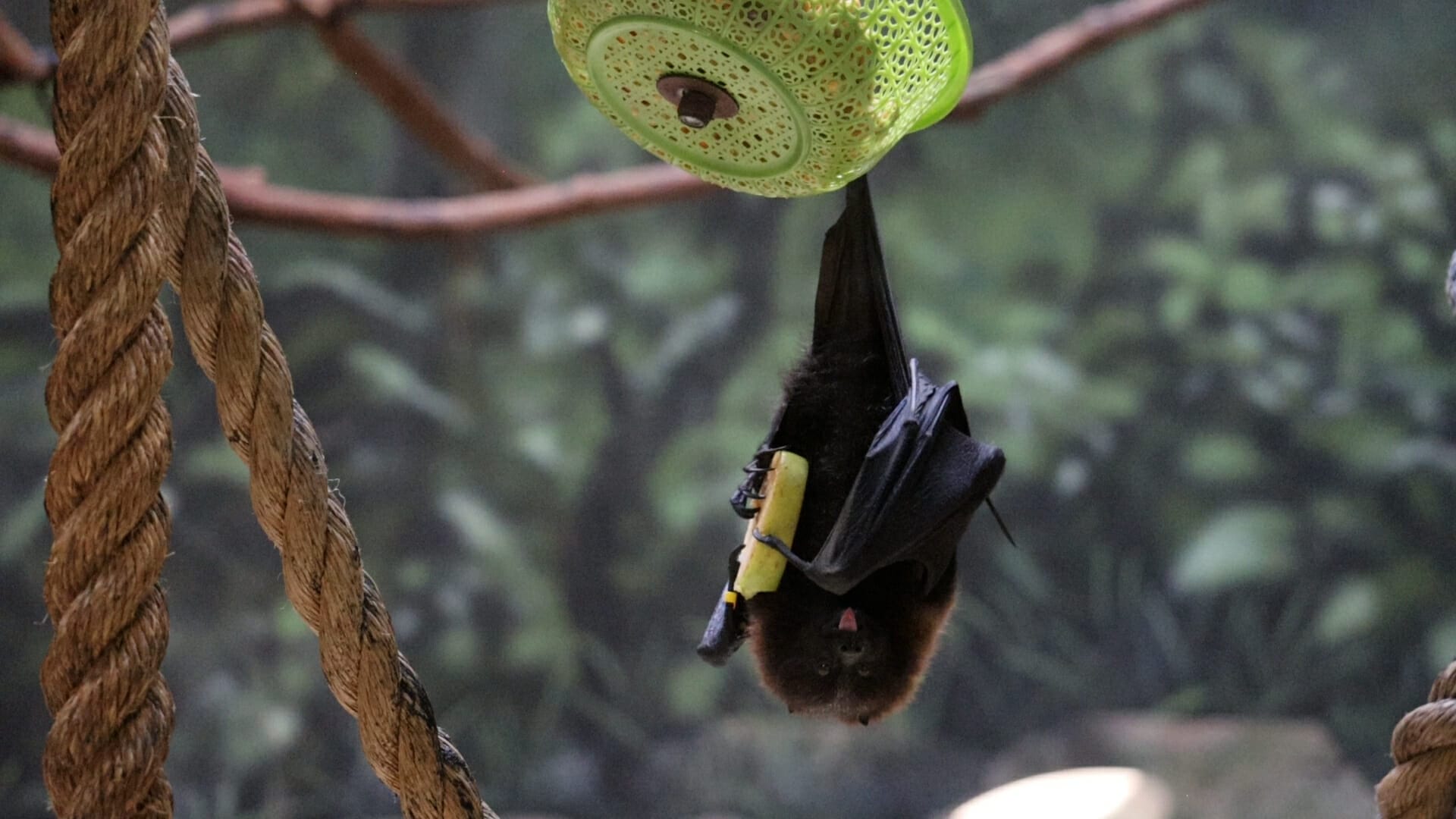 Philadelphia Zoo works with The Rodrigues Environmental Educator Project to protect the endangered Rodrigues Fruit Bat. Credit  Philadelphia Zoo