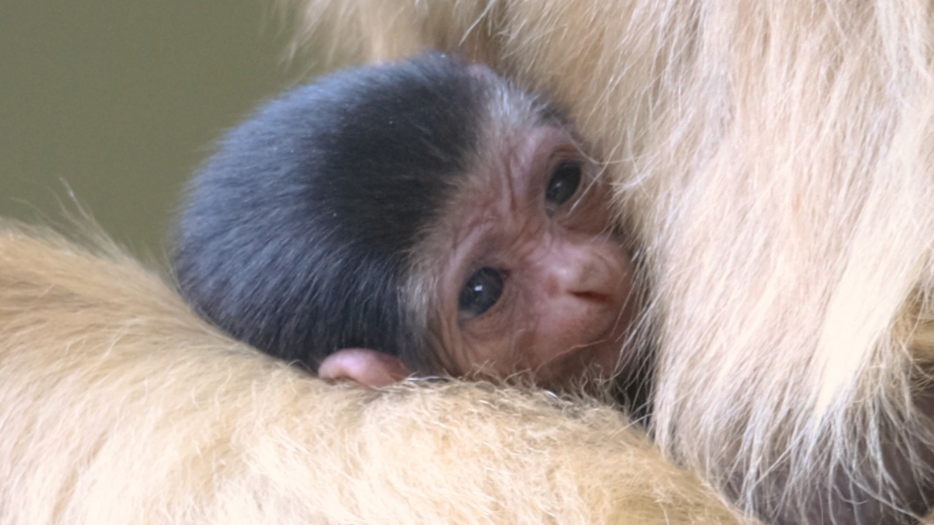 Philadelphia Zoo Announces Birth of Endangered White-Handed Gibbon, Ape Species Native to Southeast Asia