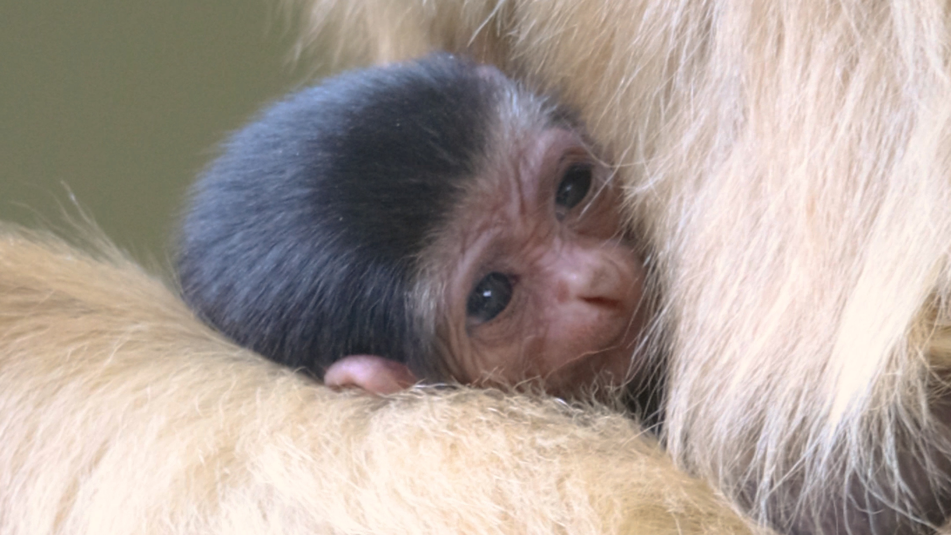 White-handed gibbon baby Eros with his mother in PECO Primate Reserve at Philadelphia Zoo.