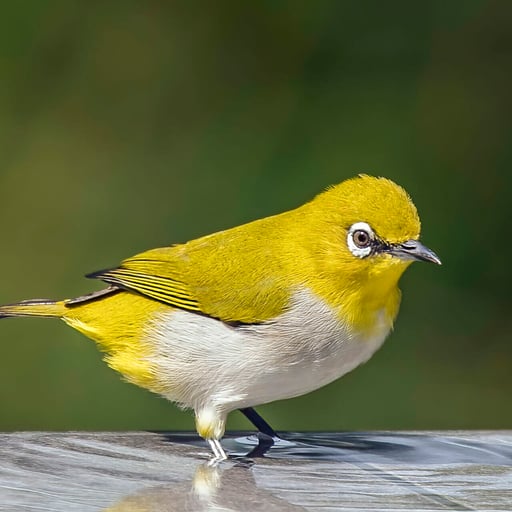 An Indian white eye (Zosterops palpebrosus)