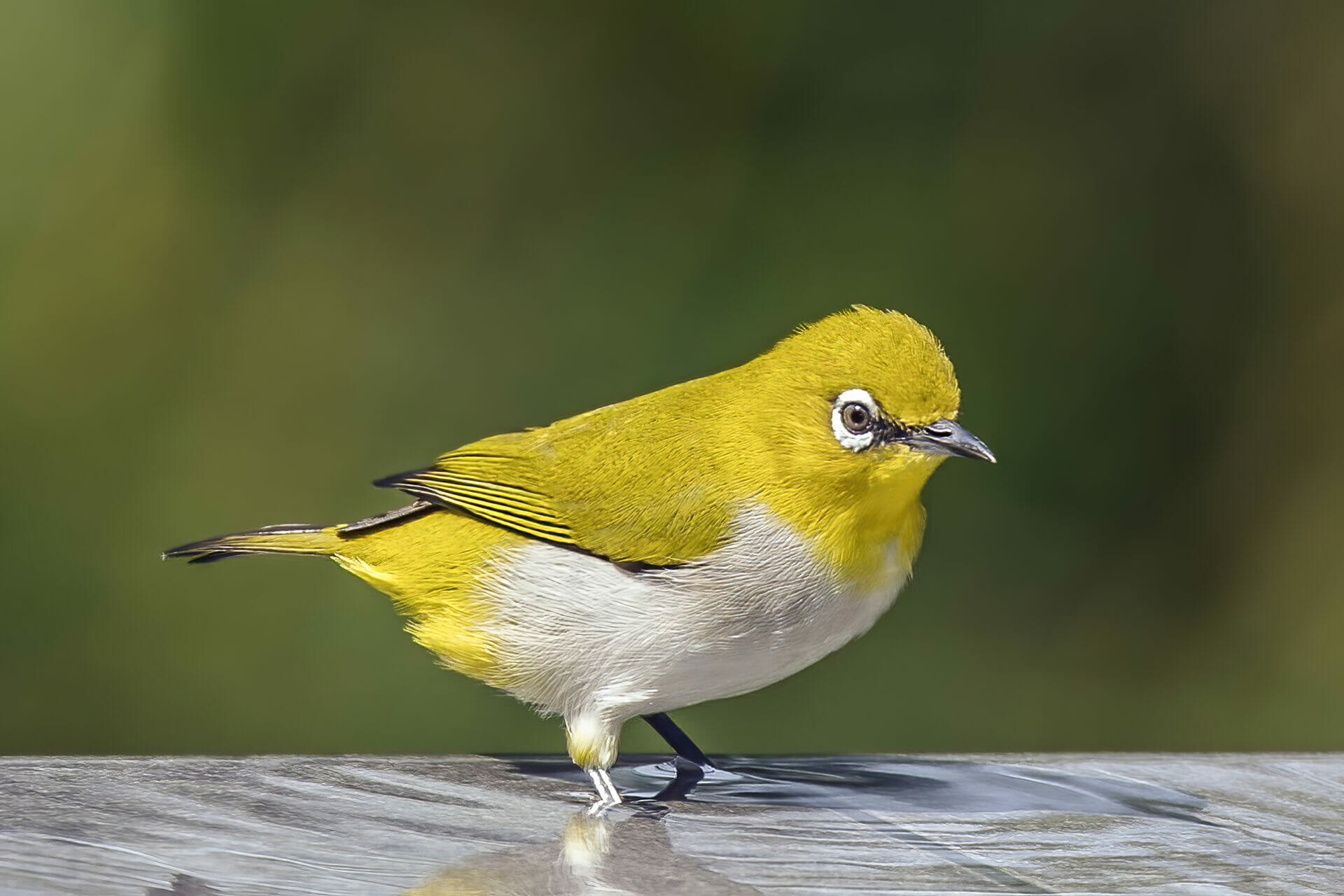 An Indian white eye (Zosterops palpebrosus)