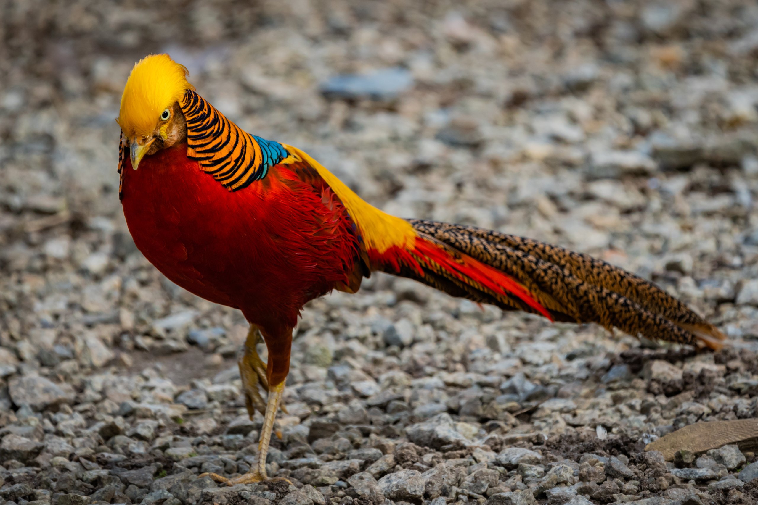 A golden pheasant, one of the species guests can find inside the rainforest exhibit at the Philadelphia Zoo's McNeil Avian Center.