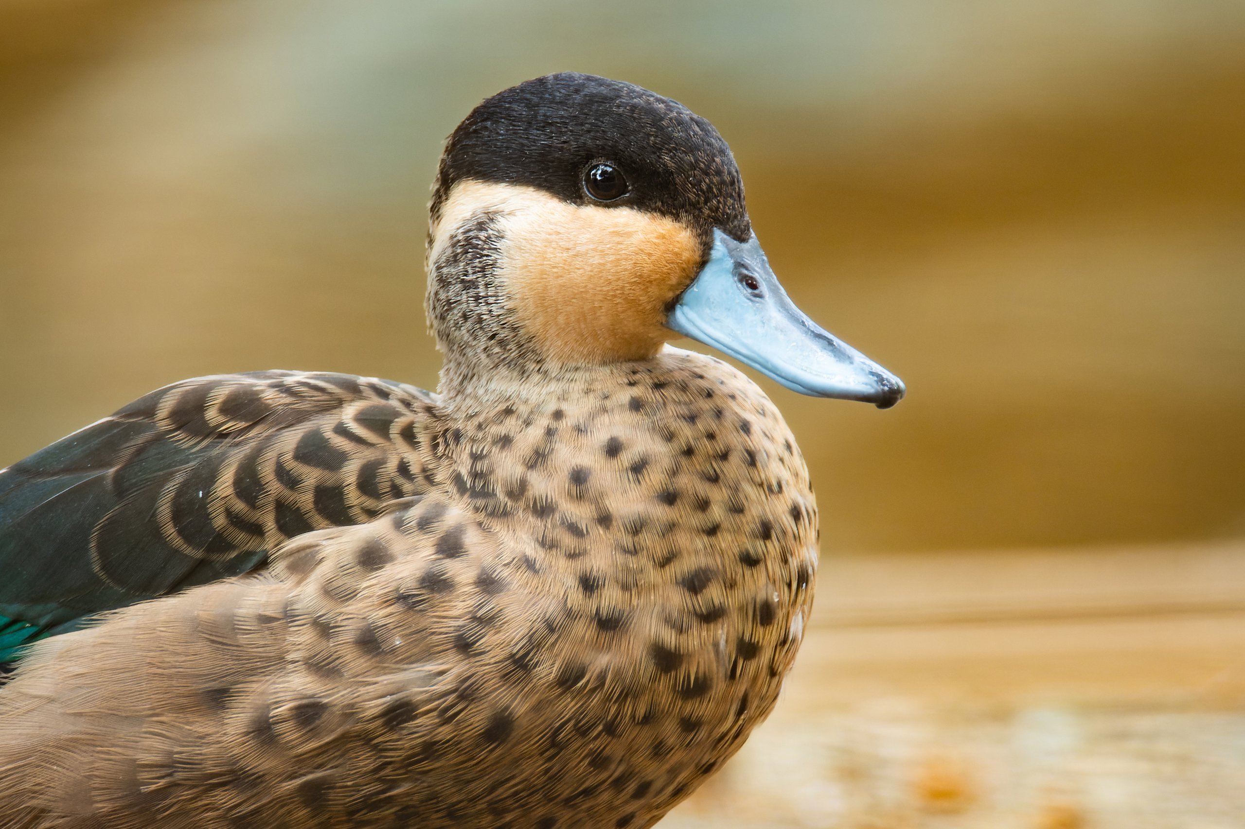 A silver teal, one of the species guests can find inside the rainforest exhibit at the Philadelphia Zoo's McNeil Avian Center.