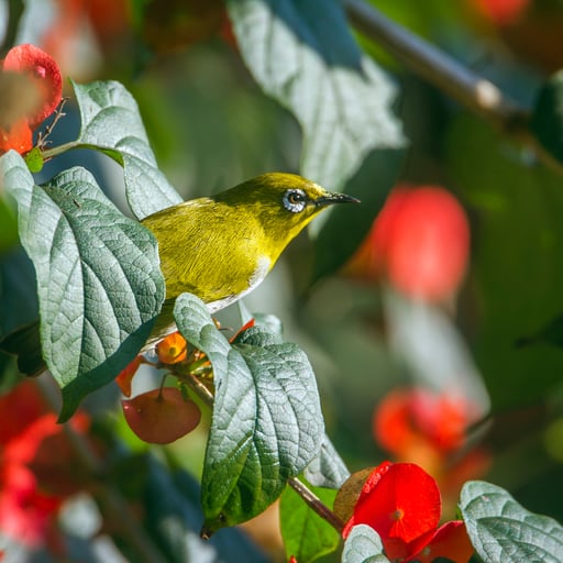 An Indian White-Eye sits in a treetop.